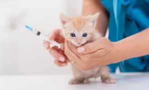 dubai veterinary clinic